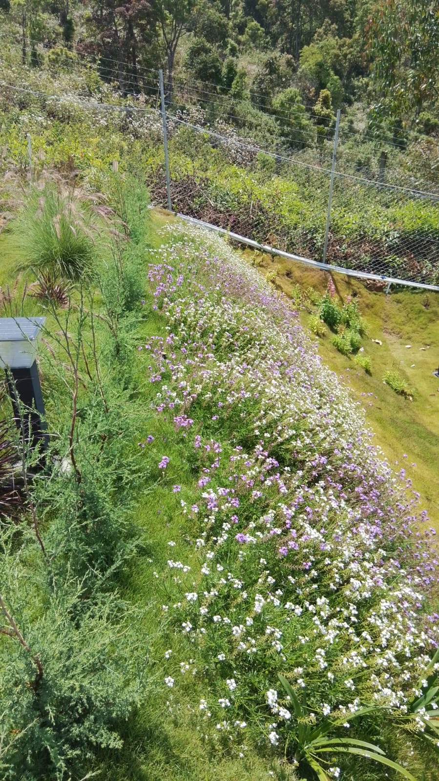 Purple and white wildflowers along garden slope