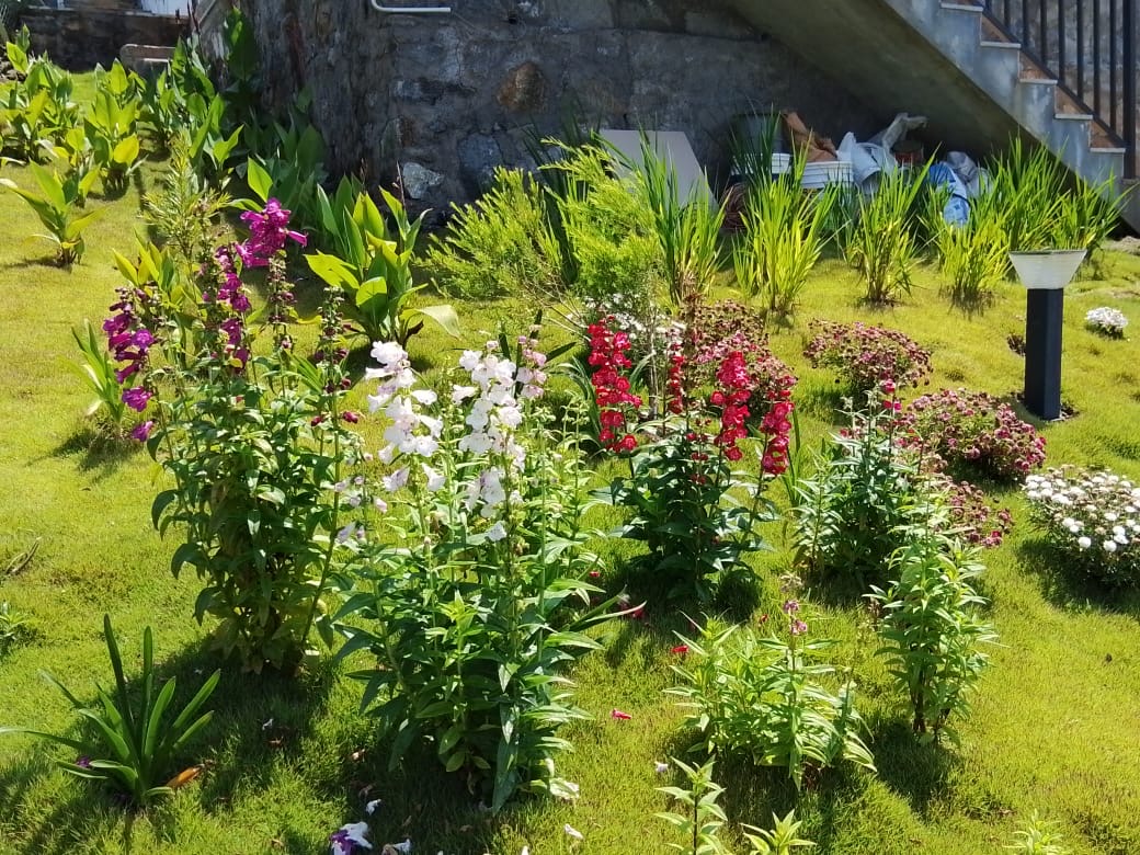 Colourful mixed flower garden in bloom