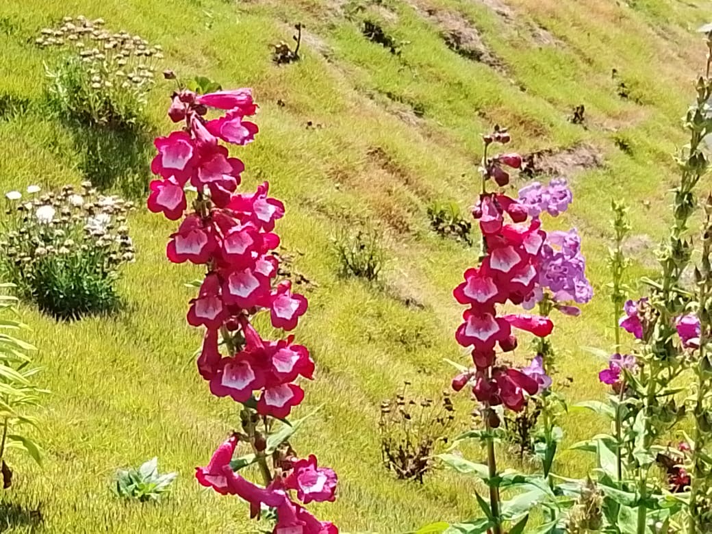 Close-up of vibrant red and purple garden flowers