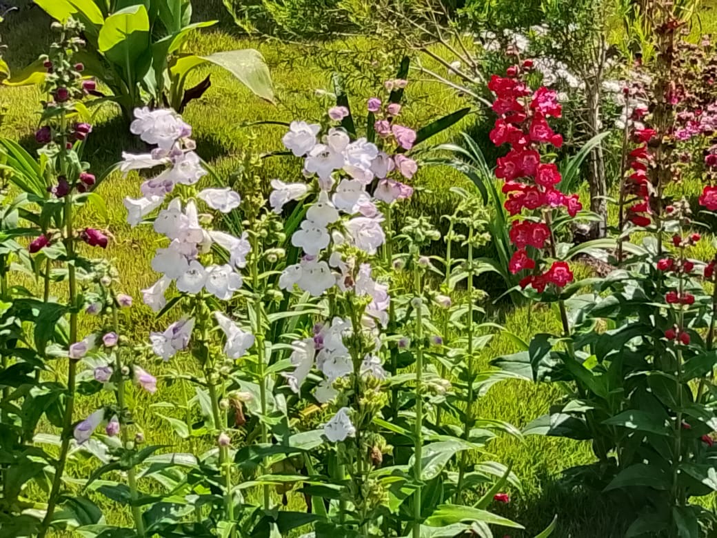 White and red blooms in the garden