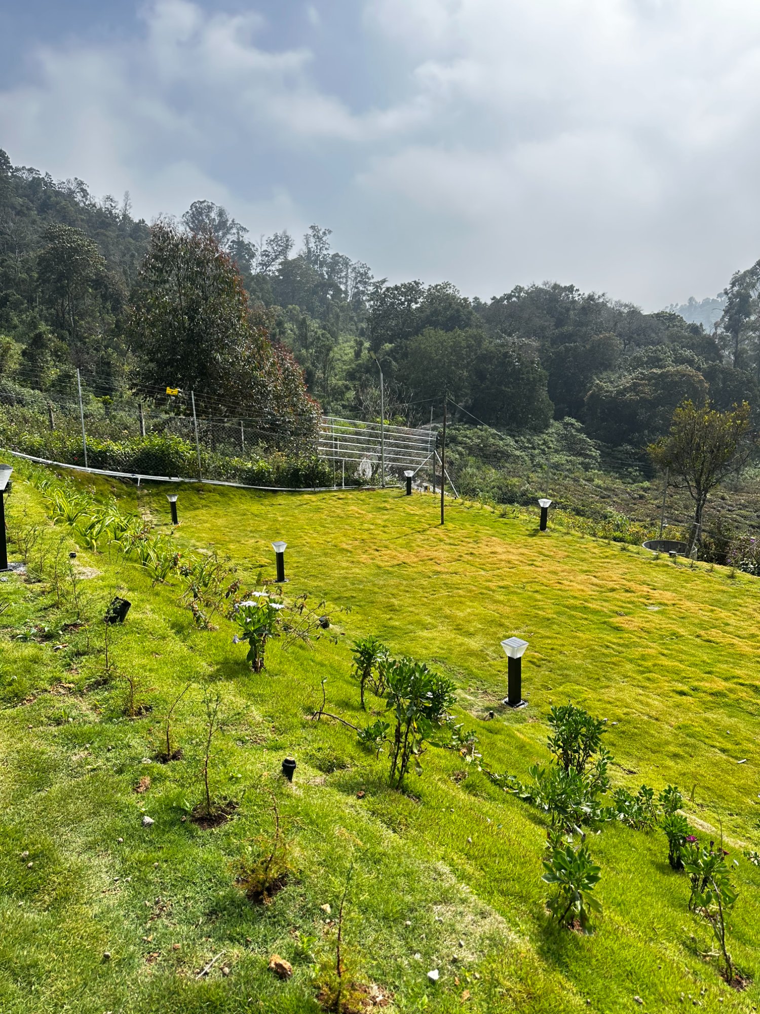 Wide lawn with solar path lights and forest backdrop